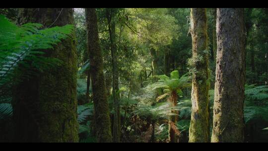 森林深处大自然郁郁葱葱绿色有氧大树视频素材模板下载