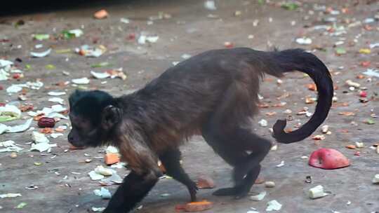 黑帽悬猴 猴子 动物 动物园 灵长目