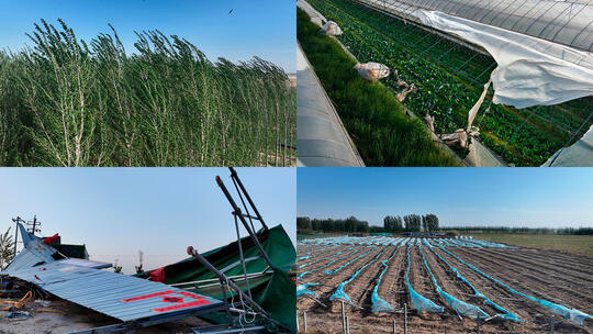 风灾后的蔬菜大棚损毁房屋倒塌极端天气