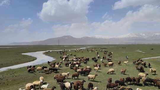 航拍大草原河边的羊群