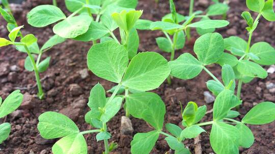 绿色蔬菜豌豆尖小苗蔬菜种植运镜