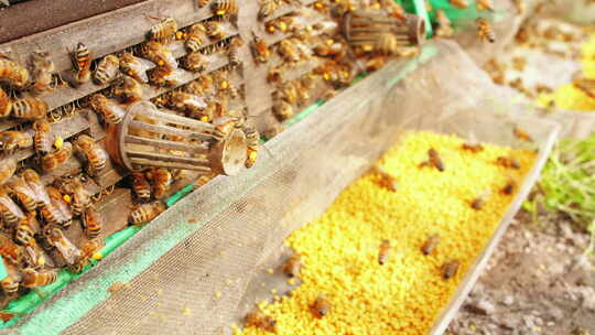 春天的养蜂场蜜蜂成群飞舞采集花粉装置