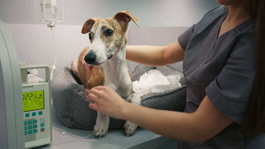 女兽医照顾宠物休息奶黄色鞭打品种狗在兽医