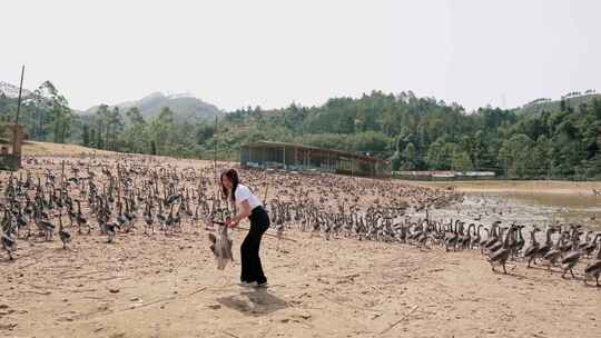 清远黑棕鹅养殖基地实拍素材