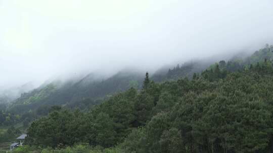 农村的早晨,小鸟在山间穿梭.