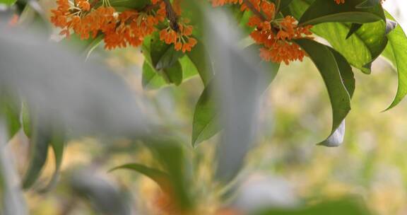 秋天微风桂花盛开微距特写空镜