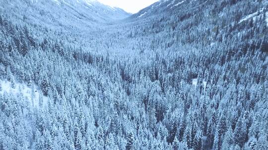 航拍冬季林雪白雪皑皑的树林