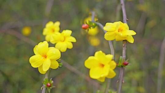 早春迎春花清明花小黄花花簇花瓣花蕊花朵