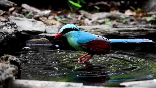 彩色的鸟在水里戏水