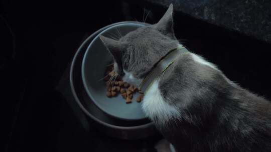 可爱的猫咪在吃猫粮