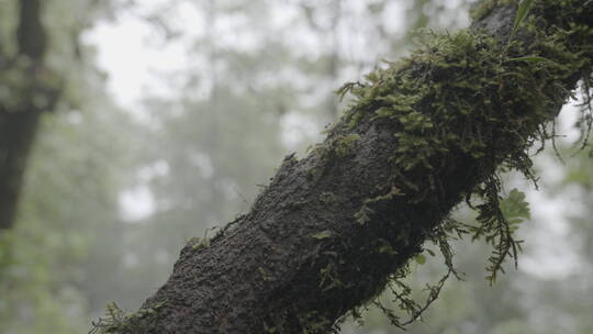 在大山里行走