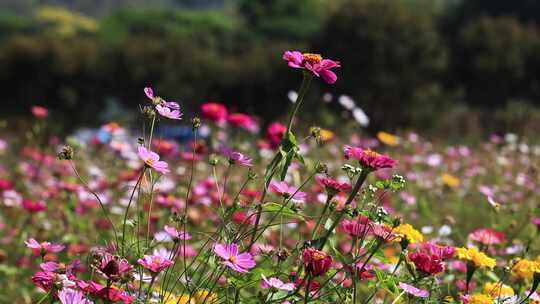 格桑花、花海