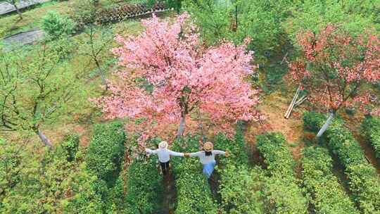 湖南郴州高椅岭樱花园