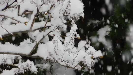 被雪覆盖的树枝的特写镜头