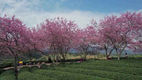 台品樱花茶园