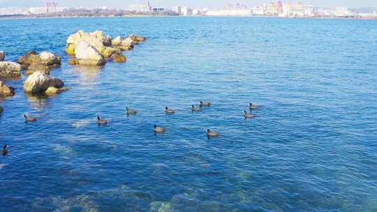 航拍鸭子在湖面游动