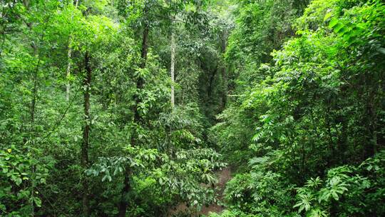 航拍西双版纳雨林风景茂密丛林