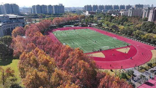 上海秋天 复旦大学 体育场 学校梧桐