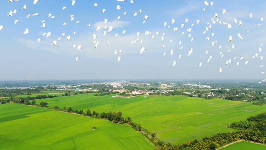 鸟类 白鸽 飞禽 人与自然