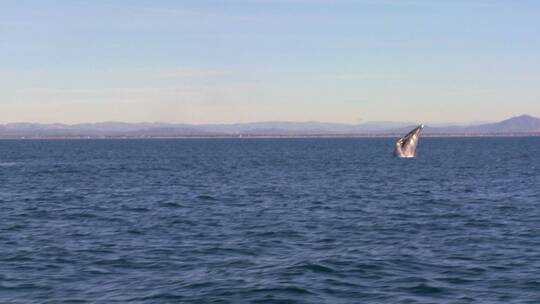 跳出水面的鲸鱼