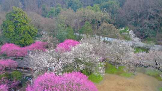 杭州植物园灵峰探梅梅花风景视频素材