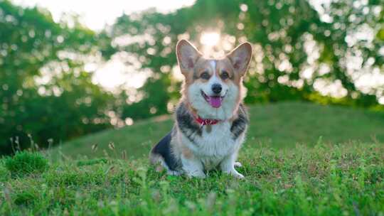 柯基犬，狗，宠物，犬