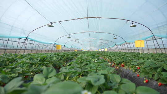 农民田间劳动种植蔬菜蔬菜大棚里的蔬菜草莓视频素材模板下载