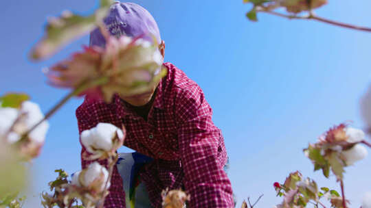 新疆棉花采收、工人手摘棉花、丰收的场景视频素材模板下载