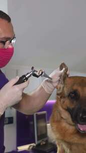 兽医使用剪刀修剪戴眼镜的狗耳朵以护理视力