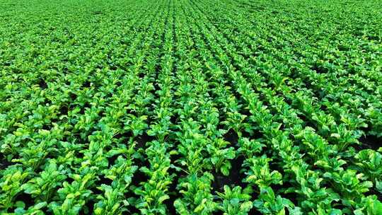 农田种植的甜菜