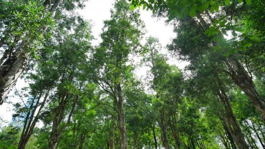 清晨植物园森林公园唯美阳光穿过小树林