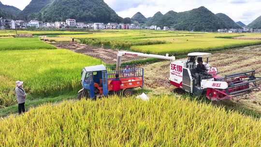 4k航拍金黄稻田 农机收割稻谷