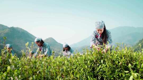 茶农山间采摘茶叶