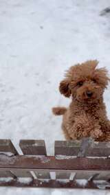 泰迪犬在雪地中趴在围栏上的可爱模样高清在线视频素材下载