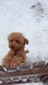 泰迪犬在雪地中趴在围栏上的可爱模样高清在线视频素材下载