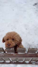 泰迪犬在雪地中趴在围栏上的可爱模样高清在线视频素材下载