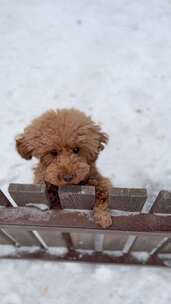 泰迪犬在雪地中趴在围栏上的可爱模样