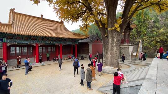 济南淌豆寺千年古银杏树