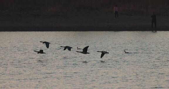 傍晚夕阳下一群豆雁水面上飞翔慢动作