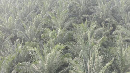4k西双版纳热带植物棕榈树林航拍俯拍