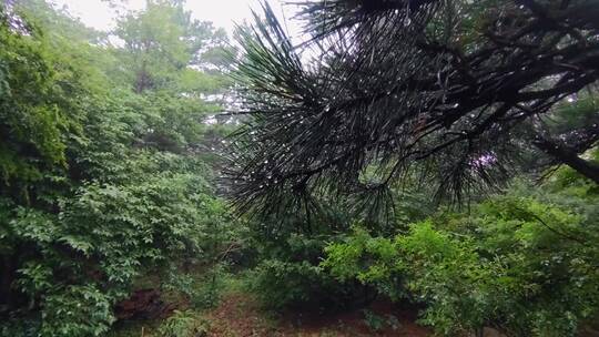 雨中的松树，松针上挂满晶莹的露珠