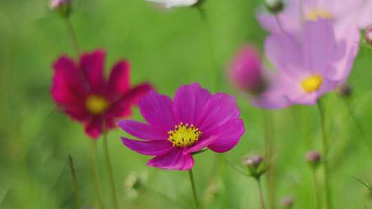 格桑花 春暖花开