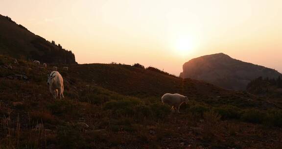 高原傍晚夕阳山羊岩羊草原觅食