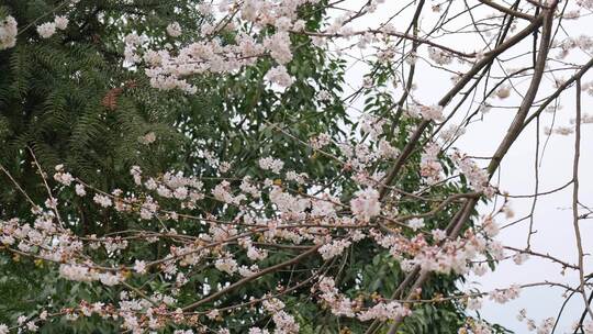 春天阳光下的樱花花朵