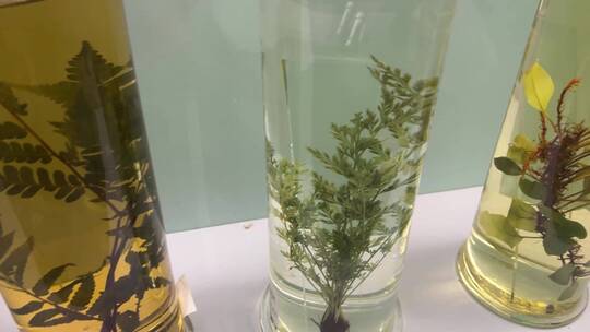 【镜头合集】瓶子里的植物标本