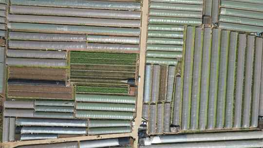 大面积农业温室大棚俯瞰景象