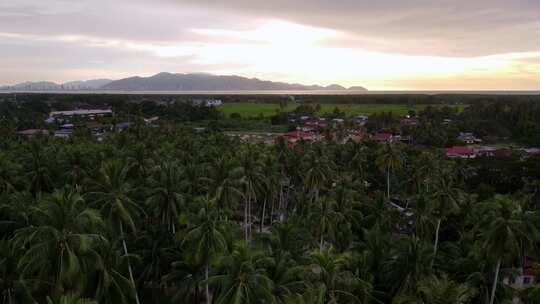 夕阳下的椰子树村庄视频素材模板下载