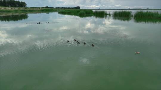 湿地苇塘中今年新出生的小水鸟4k航拍
