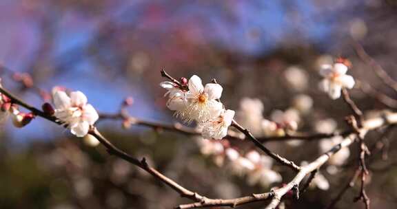 春天树枝上粉色的花朵