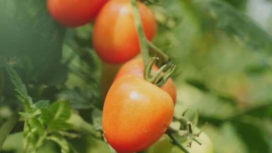 小番茄 西红柿 圣女果种植视频素材模板下载